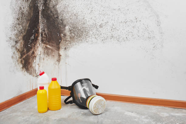 Best Black Mold Remediation in Sand Lake, MI