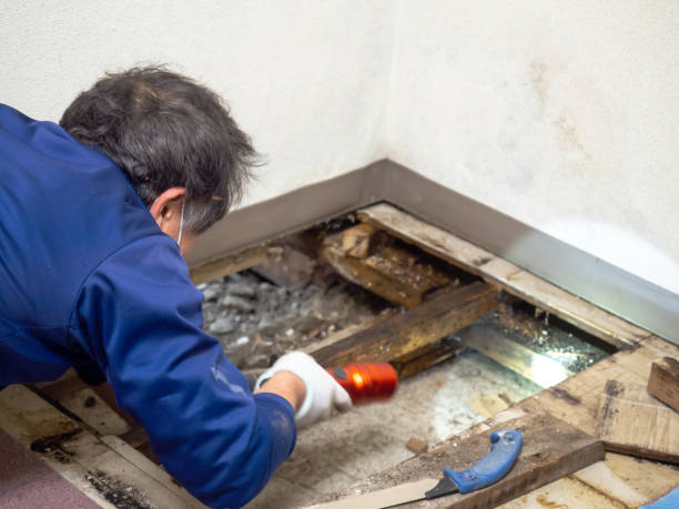 Trusted Sand Lake, MI Mold Remediation Experts