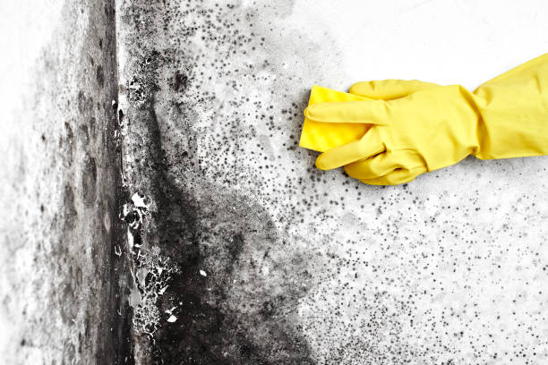 Best Residential Mold Remediation in Sand Lake, MI