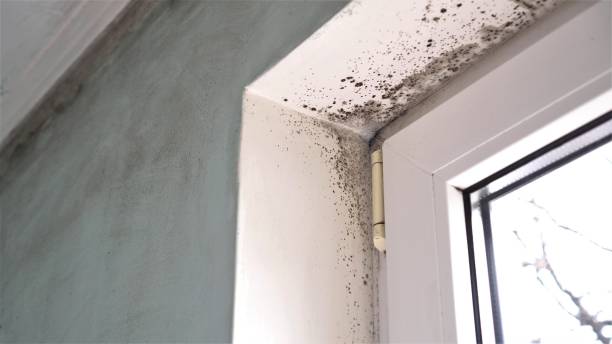 Best Attic Mold Remediation in Sand Lake, MI