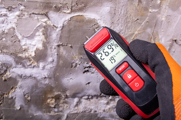 Best Insurance-Related Mold Remediation in Sand Lake, MI