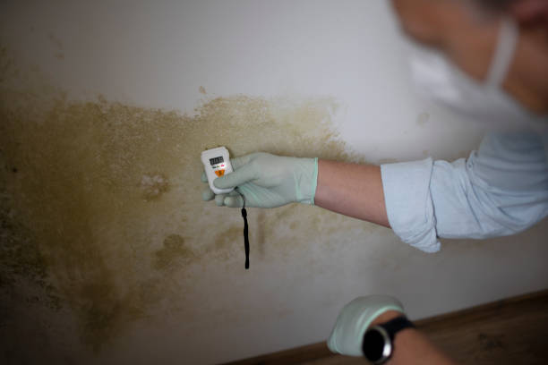 Best Emergency Mold Remediation in Sand Lake, MI
