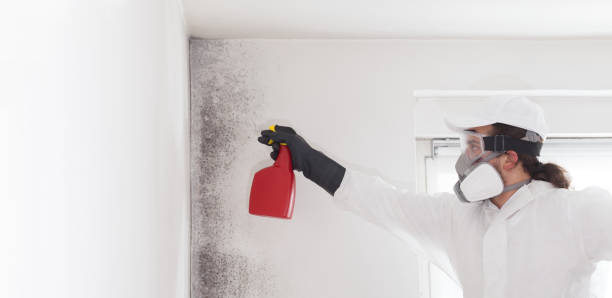 Best White Mold Remediation in Sand Lake, MI