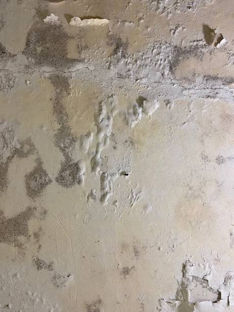 Best Black Mold Remediation in Sand Lake, MI