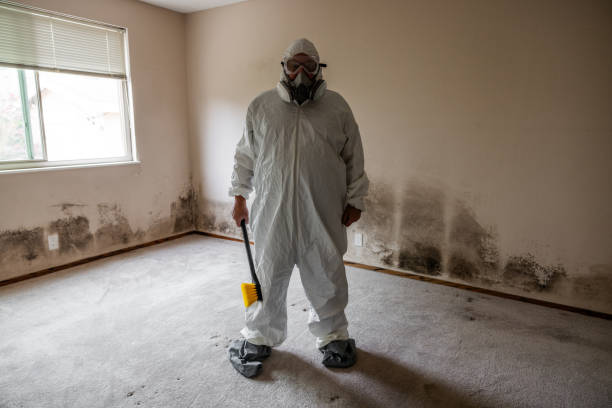 Best DIY Mold Remediation Support Services in Sand Lake, MI