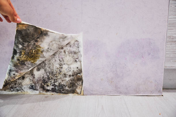Best Industrial Mold Remediation in Sand Lake, MI